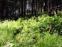 Waldlandschaft