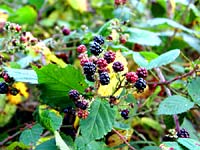 Brombeerstrauch im Wald bei Trautenstein