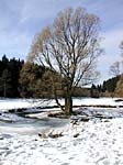 Tal der Rappbodevorsperre im Winter bei Trautenstein